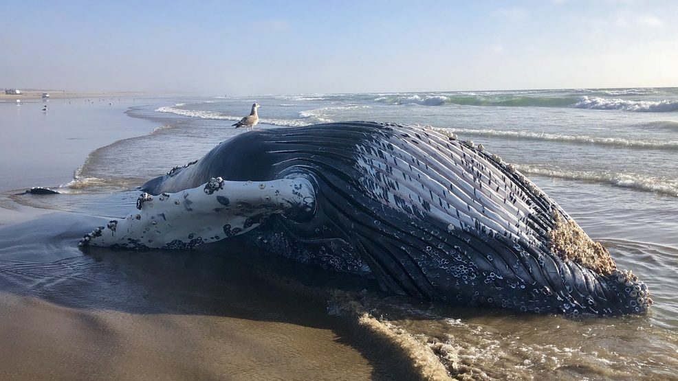 The young, 20-foot-long Humpback Whale