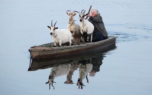 Click to enlarge The wolf, the goat and the cabbage