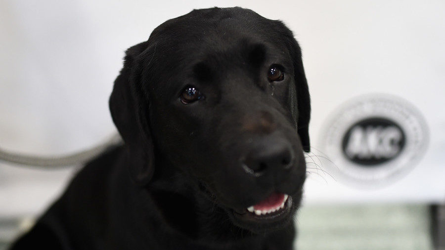 Click to enlarge Oregon man dog