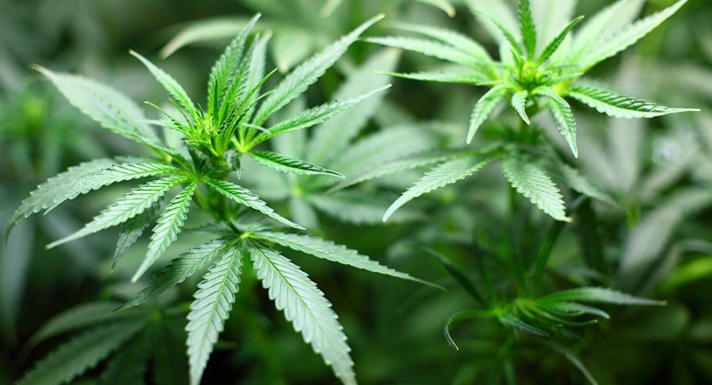marijuana plant