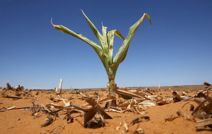 Click to enlarge SAfrica ag