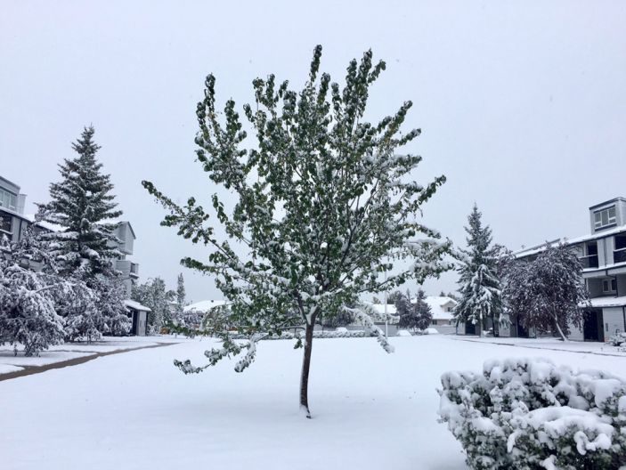 Snow accumulates in Grande Prairie as snowfall warnings were issued on Wednesday, Sept. 12, 2018 for much of northern Alberta