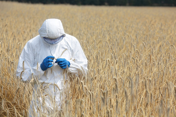 Click to enlarge GMO wheat
