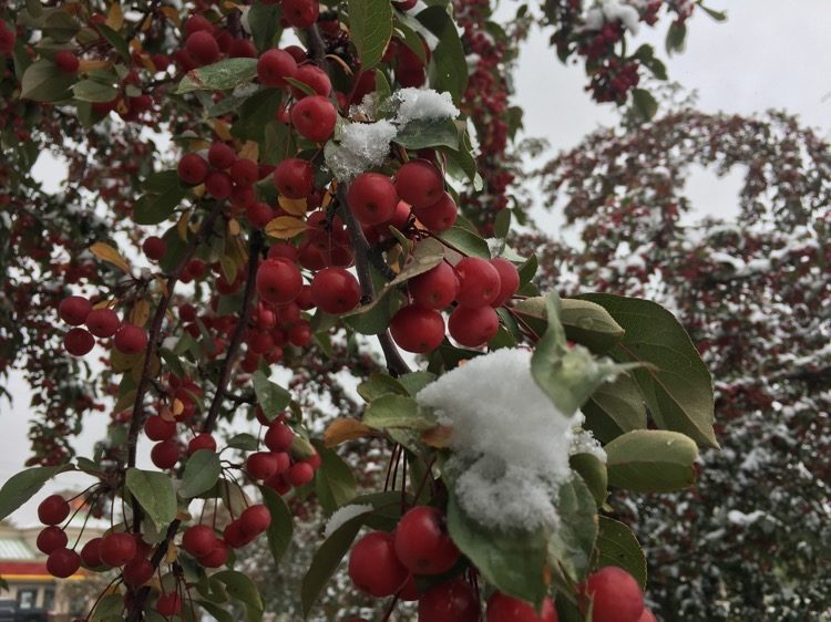 Snowy weather means there will be no farmer's market in Fort Saskatchewan on Thursday (Sept.13).