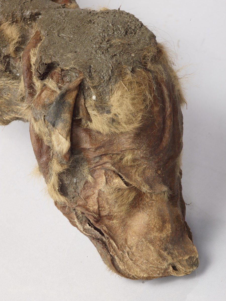 Click to enlarge mummified wolf pup