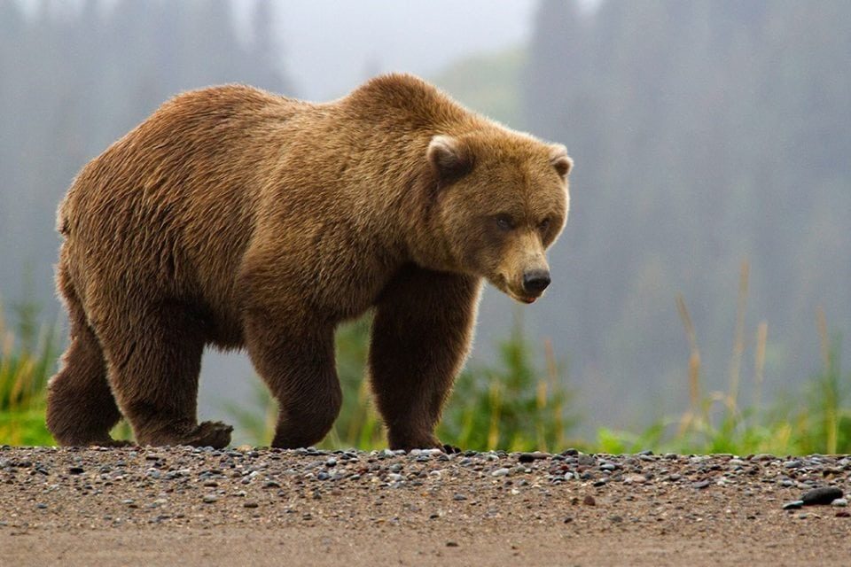 bear