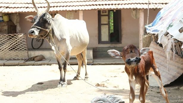 Click to enlarge The calf walks around happily with its mother after surviving more than a month