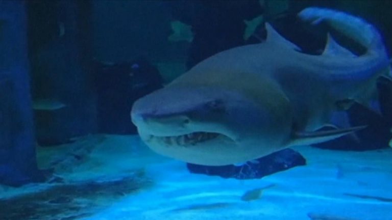 Click to enlarge shark