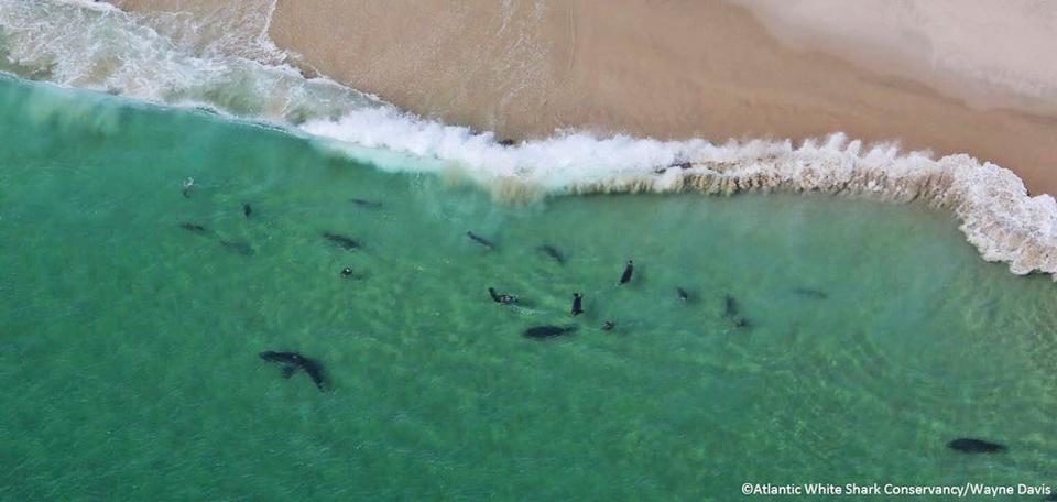 Click to enlarge Sharks swim close to shore off Monomoy National Wildlife Refuge in Massachusetts