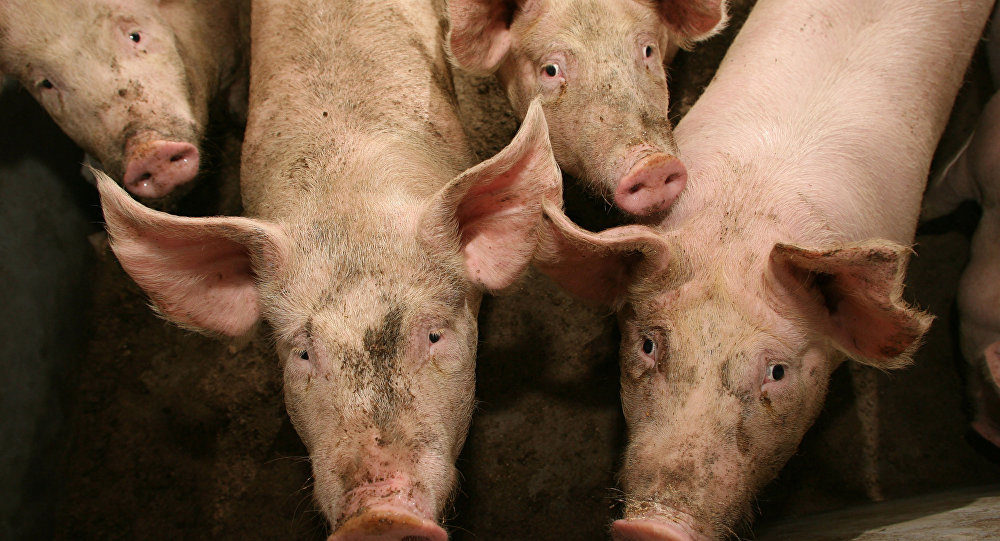 pigs