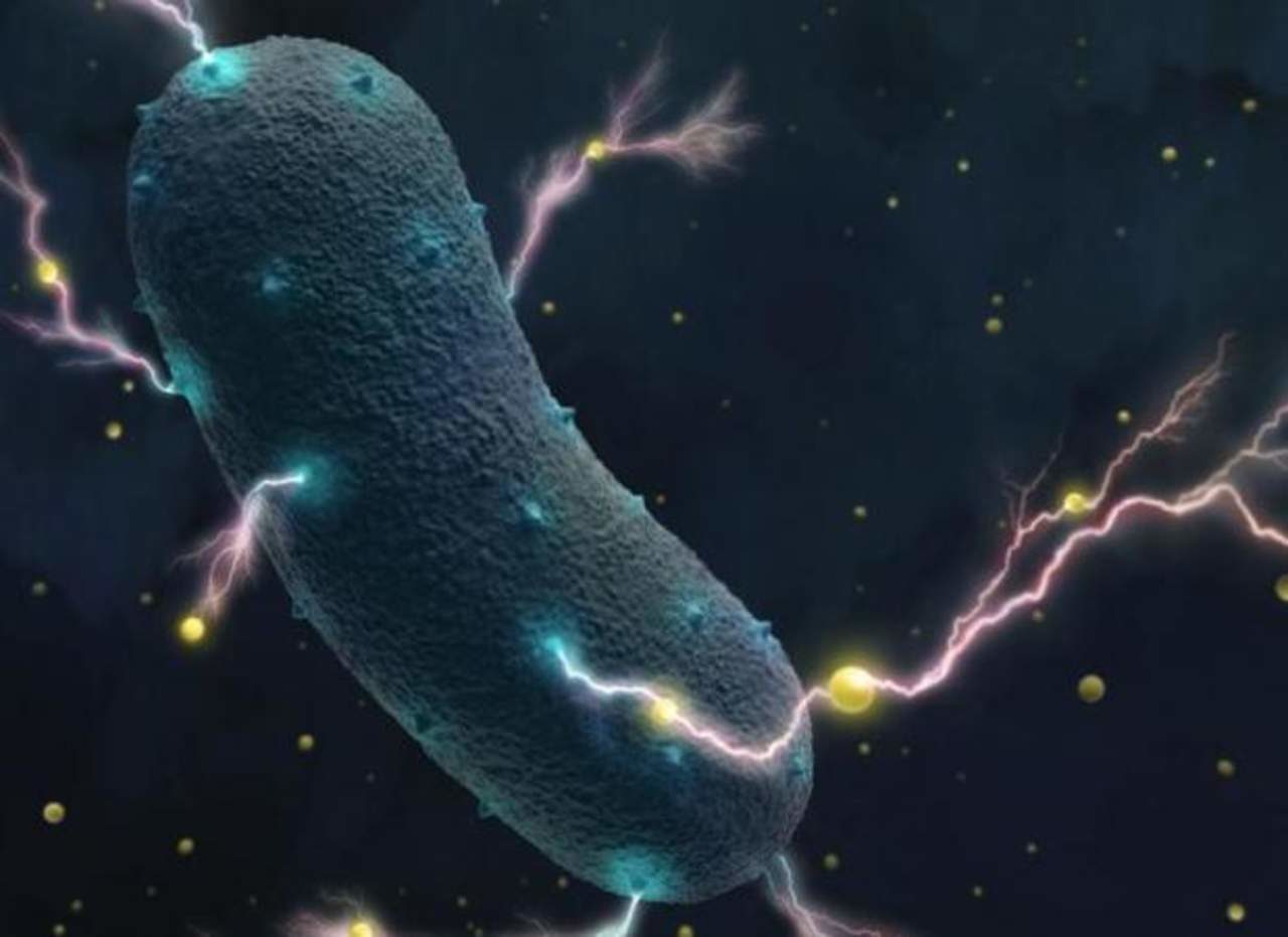 Click to enlarge bacterias generan electricidad