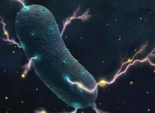 bacterias generan electricidad