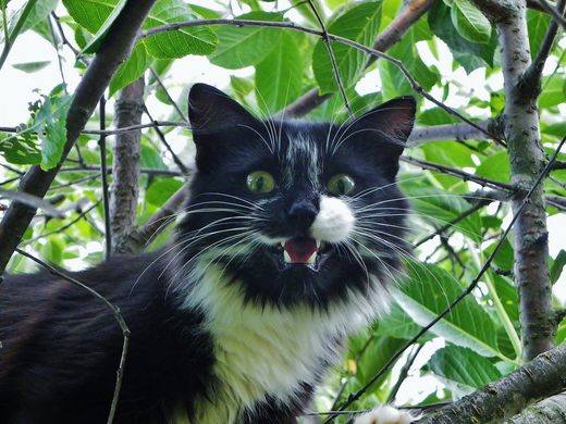 Click to enlarge Black and white cat