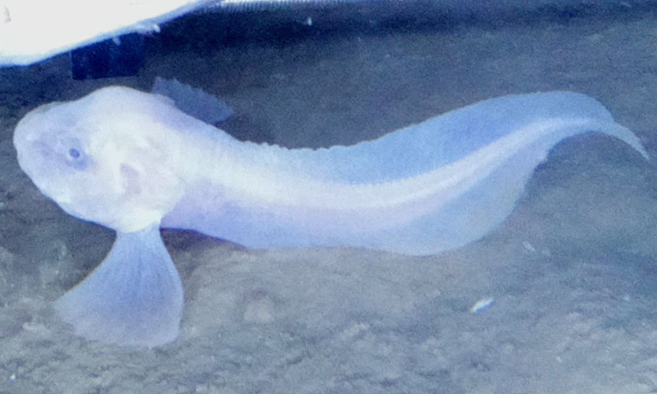 gel fish atacama trench