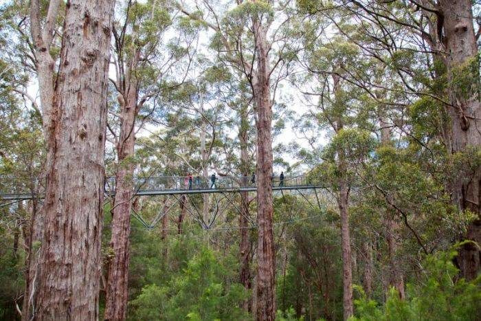 Click to enlarge treetop walkway australia