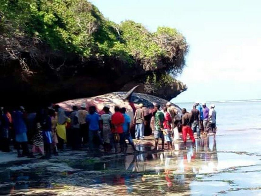 Residents mill around the dead 40-tonne sperm whale on the shores of the Indian Ocean, Kaya Waa beach, Kwale county on Sunday.
