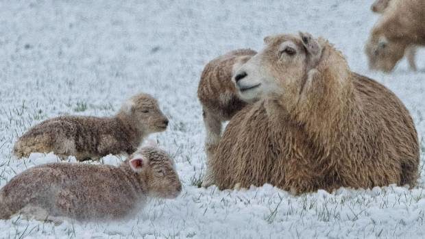 A ewe and her lambs near Te Anau on Monday following an early spring snowfall. There have been few reports of losses in Otago-Southland.