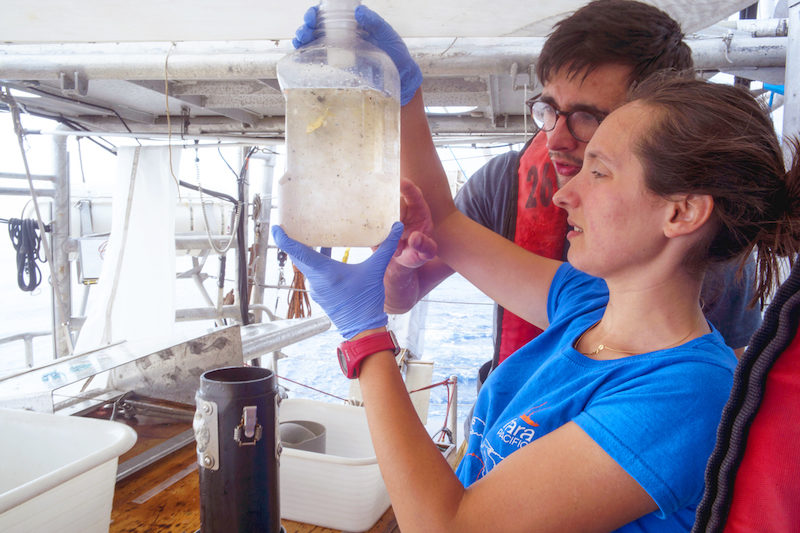 researchers aboard the Tara