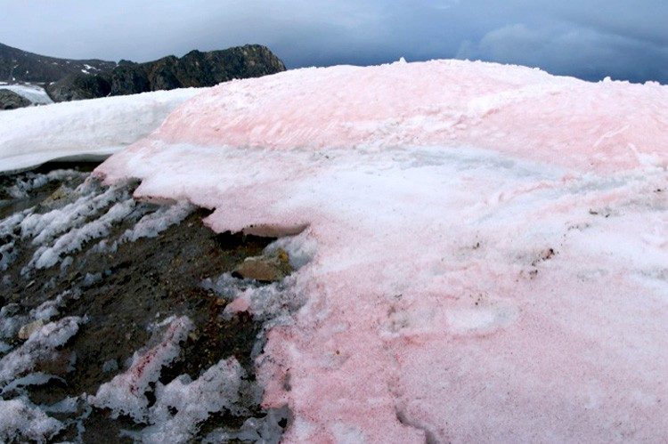 polar pink ice
