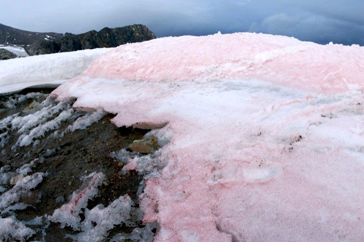 Click to enlarge polar pink ice