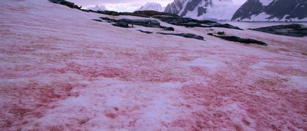 Pink ice and snow