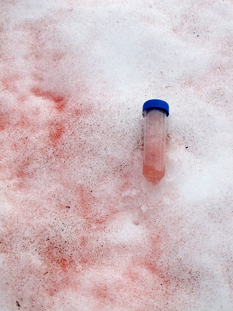 Click to enlarge algae pink