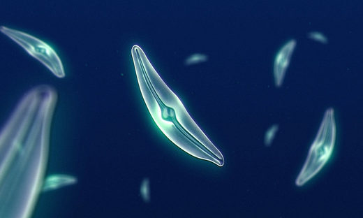 diatoms