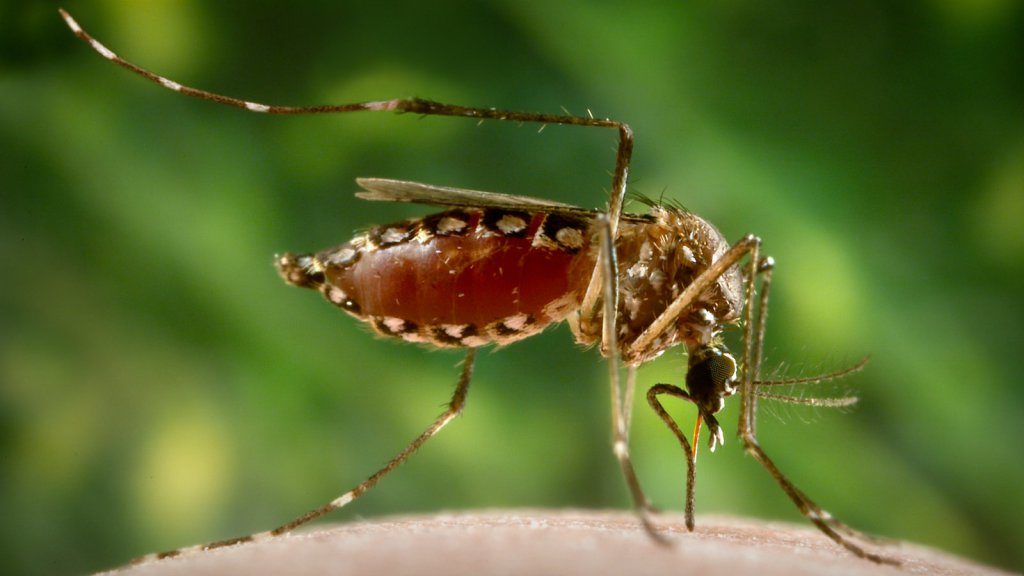 Click to enlarge aedes mosquito