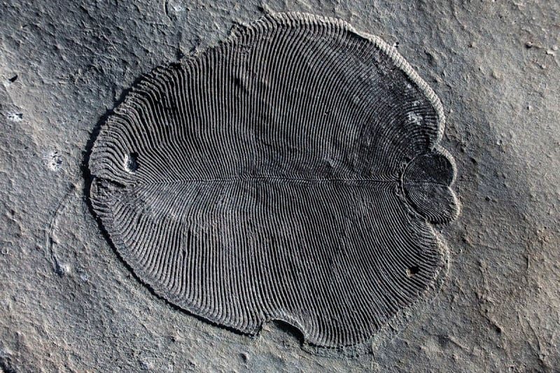first animal vertebrate