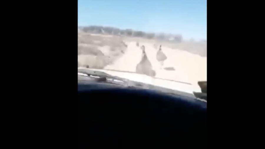 Emus running down road