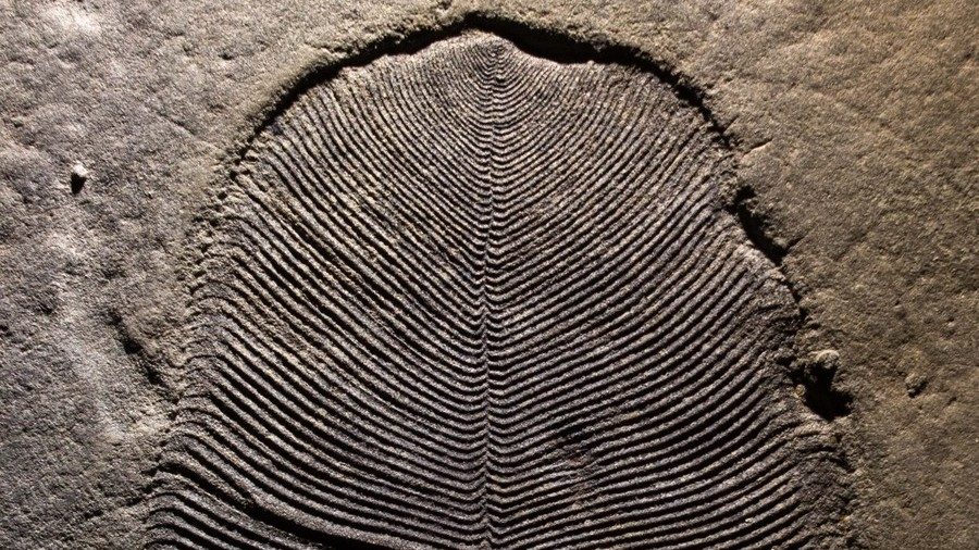 Click to enlarge A Dickinsonia fossil