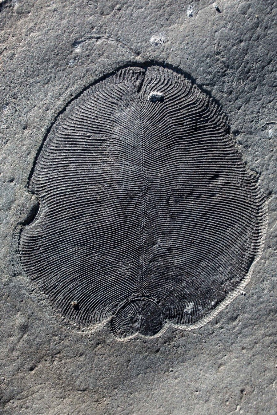 Click to enlarge The oldest animal on Earth