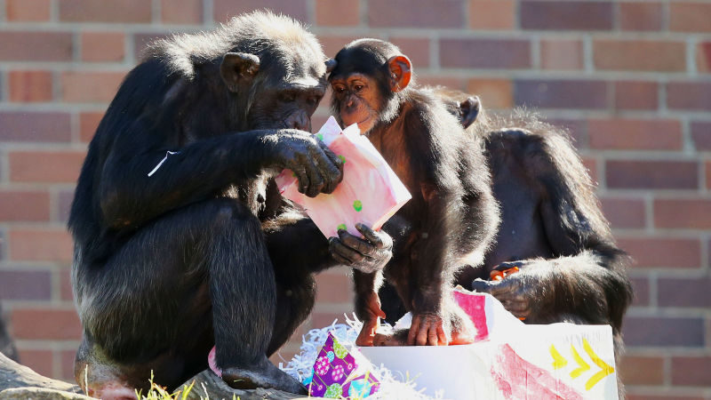 chimps