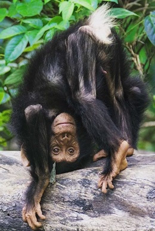 Click to enlarge chimps