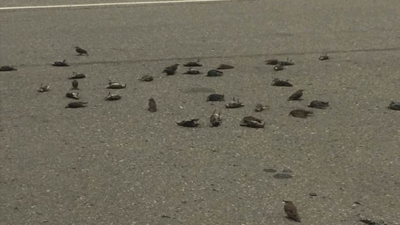 Canadian wildlife officials are investigating after