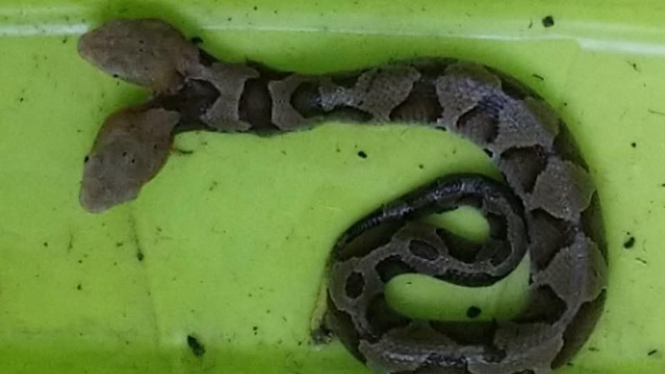 snake