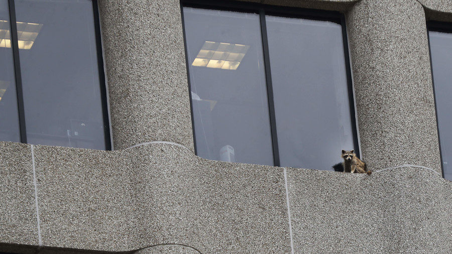 Raccoon climbs side of building