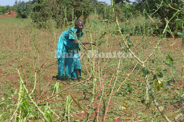 Ms Jane Byakika in her cassava plantation which was destroyed by a hailstorm over the weekend.