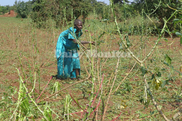 Click to enlarge Ms Jane Byakika in her cassava plantation which was destroyed by a hailstorm over the weekend.