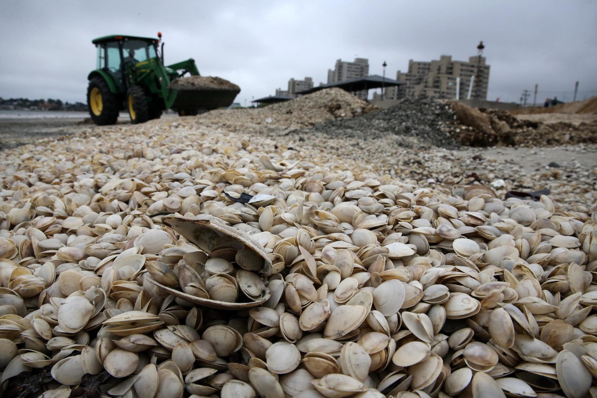 Mass die-off of clams fouls Revere Beach