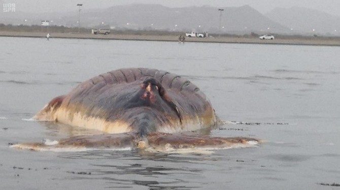 The carcass of a Humpback whale washed up on Al-Qahmah beach in the Asir region of Saudi Arabia’s southwest.
