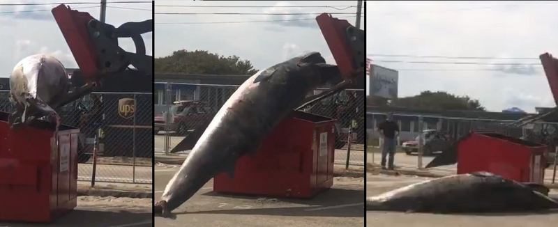 A front end loader attempts to place a two-ton minke whale into a Dumpster that proved too small for the job. A larger Dumpster was eventually brought in to transport the marine mammal.