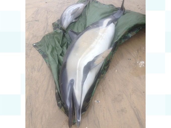 The stranding of 11 dolphins was the biggest in Cornwall in 10 years.