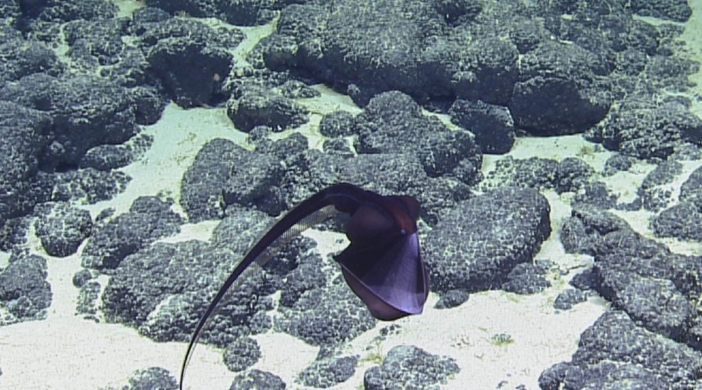 gulper eel hawaii