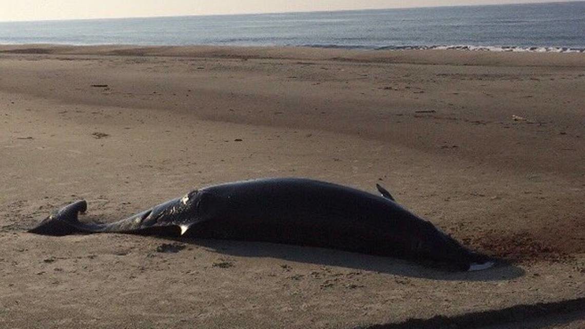 Click to enlarge A dead whale washed up ashore in Caswell Beach, N.C., in the aftermath of Hurricane Florence.