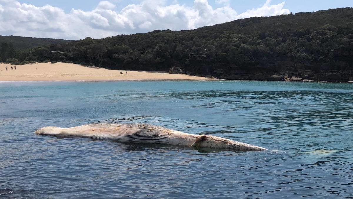 The whale carcass floating upside down