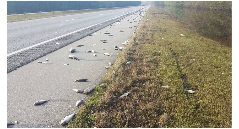 dead fish road hurrican florence