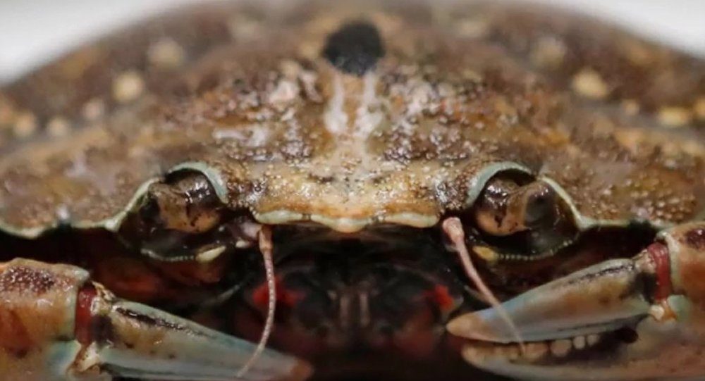 green crab canada