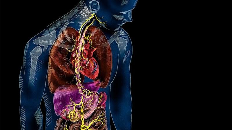 gut brain connection