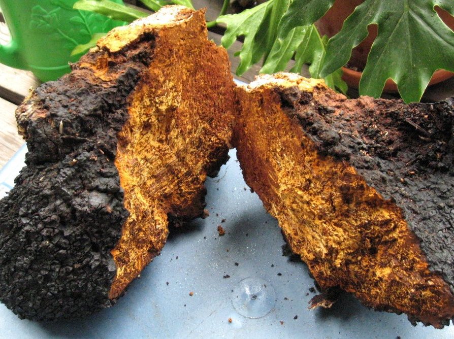 chaga mushroom